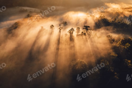 Preview: Sunrise in the forest,Orange light through morning fog in forest, high angle view