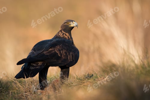 Preview: Golden eagle sitting on grassland in autumn nature