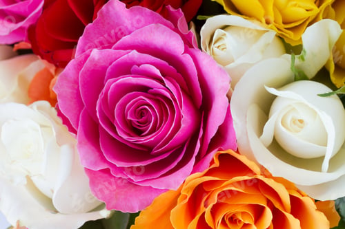 Preview: bouquet of fresh roses