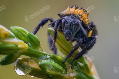 Preview: Close-up of a yellow and black bumblebee in the rain