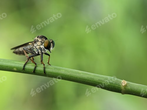 Preview: Closeup of a robber fly on a green branch