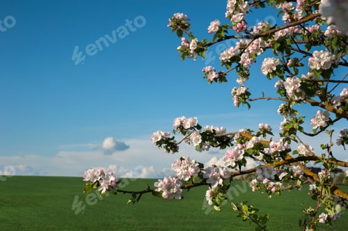 Preview: Apple tree branches white and pink blossoms, against a backdrop of blurred green fields