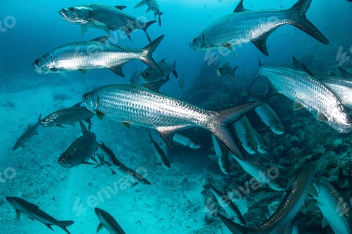 Preview: Underwater shot of large tarpon fish swimming, Quintana Roo, Mexico