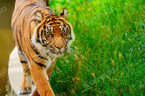 Preview: Majestic and Powerful Tiger in the Wild A Striking Close-up of Nature s Apex Predator