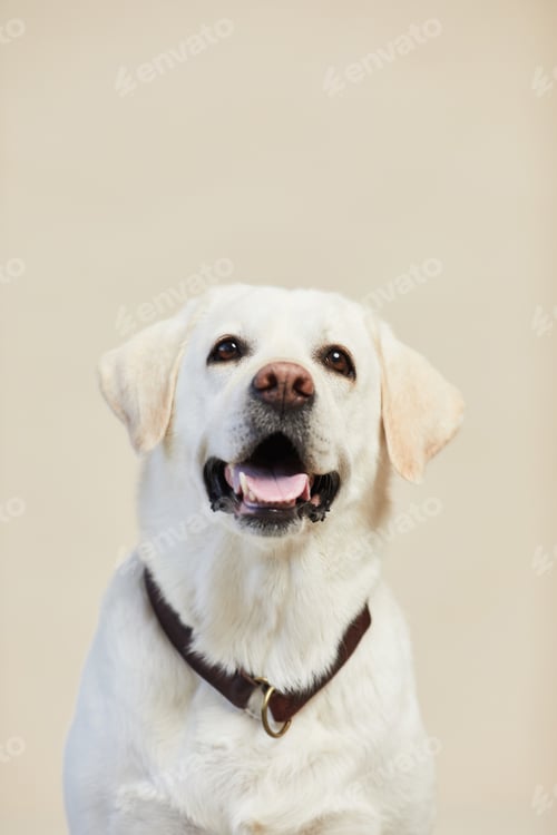 Preview: Portrait of White Labrador Dog