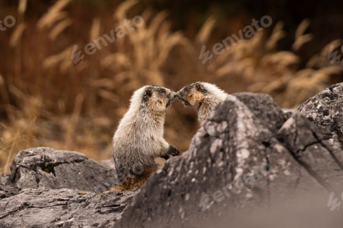 Preview: Two marmots interacting on rocky terrain with dried grass in the background