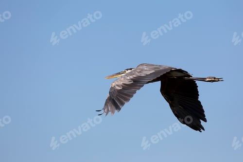 Preview: Great Blue Heron Soaring Through the Sky