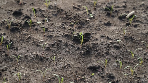 Preview: drip irrigation. Green seedlings growing in the drip system.