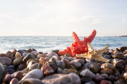 Preview: Two starfish on the seashore