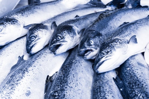 Preview: Fresh seafood. Fresh fish in the market