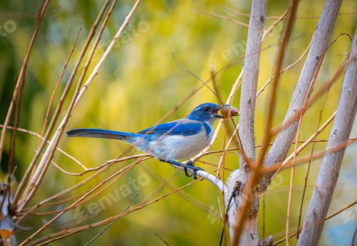 Preview: Closeup of a California scrub jay perched on a tree branch in a field