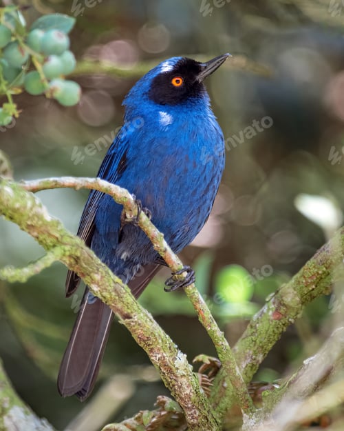 Preview: Diglossa cyanea (masked flowerpiercer). Incredible contrast of a blue bird with red eyes