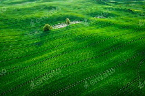 Preview: Green field in sunny spring at countryside.