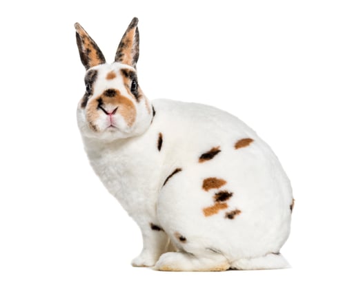 Preview: Rex Dalmatian Rabbit, sitting against white background