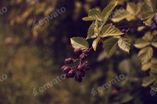 Preview: Blackberry growing on a garden bush. Branch of ripe blackberry in a garden on green background