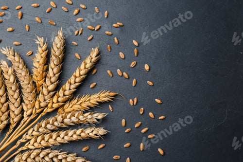 Preview: Ears of wheat and grains on black table., flat lay Space for text