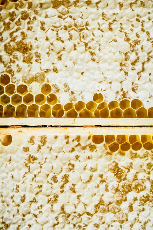 Preview: Natural honey in honeycombs.