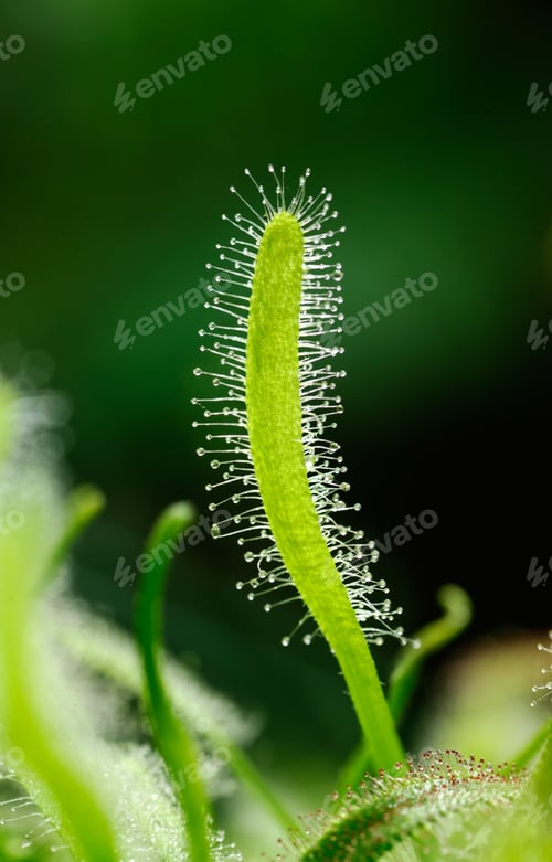 Preview: Green leaves of sundew