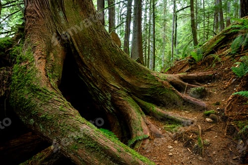 Preview: Closeup of the mossy roots of a tree in the Health Trail at Roberts Creek, Sunshine Coast, BC Canada
