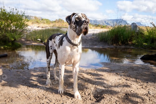 Preview: Great Dane by a pond in a sunny landscape