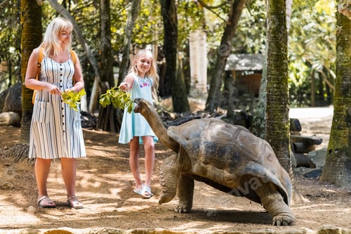 Preview: Fun activities in Mauritius. Family feeding giant tortoise in the zoo of the island of Mauritius