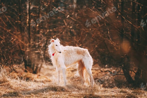 Preview: Dog Russian Borzoi Wolfhound Head , Outdoors Spring Autumn Time