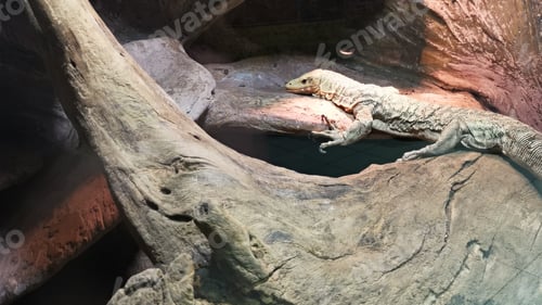Preview: Varan lizard resting in a zoo.