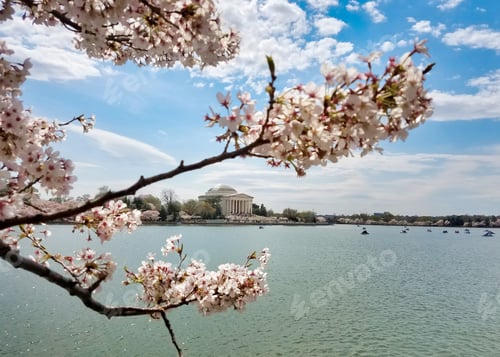 Preview: Tidal Basin and Jefferson Memorial during spring