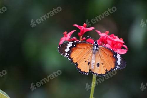 Preview: A beautiful butterfly sucking nectar from a flower.