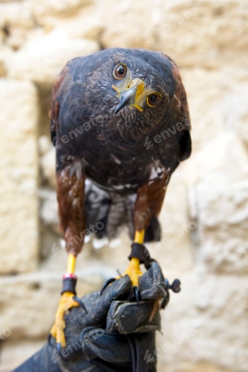 Preview: Harris's Hawk