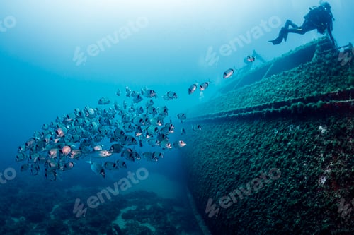 Preview: school of fish swimming next to a diver and wreck