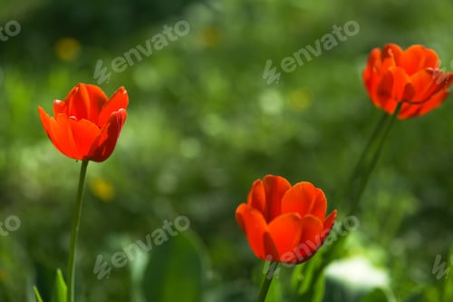 Preview: Bright red tulip flowers field. Spring background.