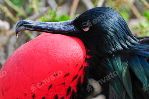 Preview: red throated frigate birds