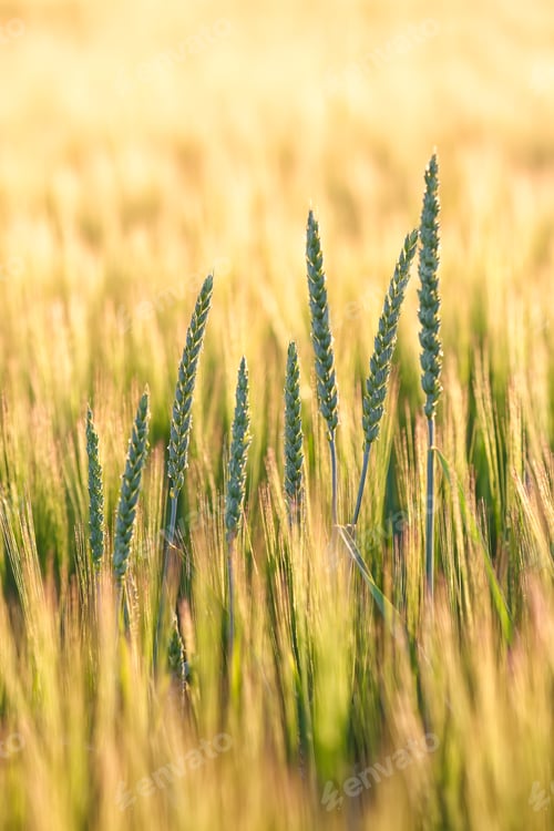 Preview: Summer background golden wheat ears in sunlight