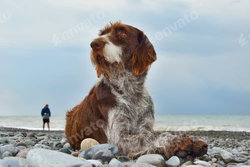 Preview: Dog on the beach