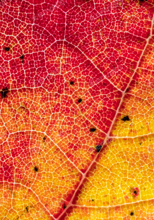 Preview: Close up of colorful fall leaf