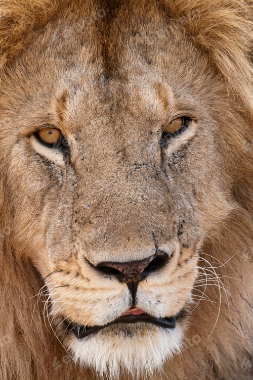 Preview: Lion (Panthera leo), Masai Mara, Kenya
