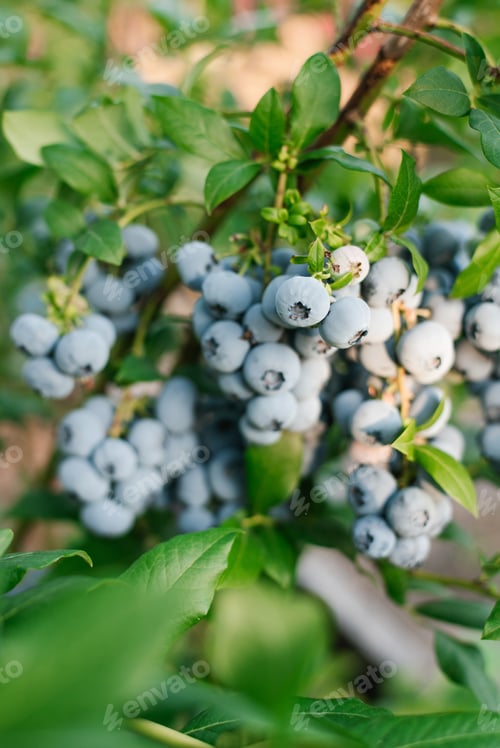 Preview: Ripe Bunch of Blueberries Hanging from Bush Ready to be Picked