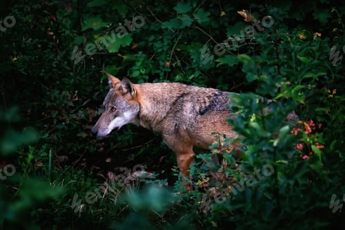 Preview: Wolf portrait in the foreground