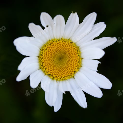 Preview: Daisy