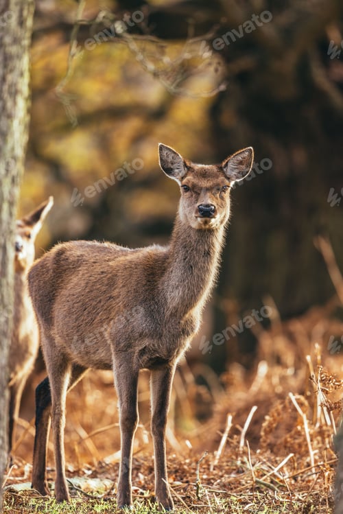 Preview: Vertical shot of the beautiful red deer in the forest