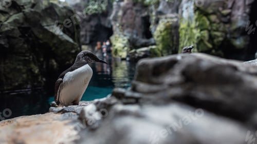 Preview: Beautiful penguin with a white breast stands on a rock near the water. Oceanarium in Lisbon