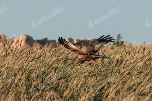 Preview: ub adult male Western marsh harrier Circus aeruginosus, Malta, Mediterranean