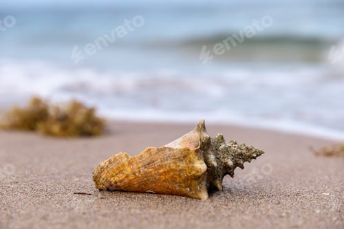 Preview: Tropical sea shell on sandy beach in a selective focus, natural background