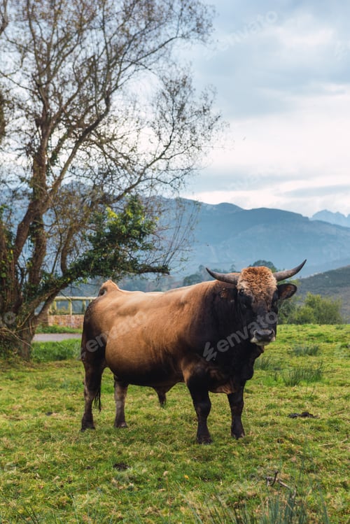 Preview: beautiful bull grazing in a field in Asturias