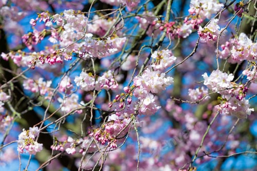 Aperçu: Spring Cherry blossoms, pink flowers.