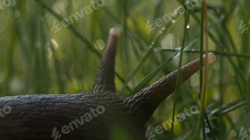 Preview: A whiskered insect in macro photography. Creative . A snail with large long whiskers in the green