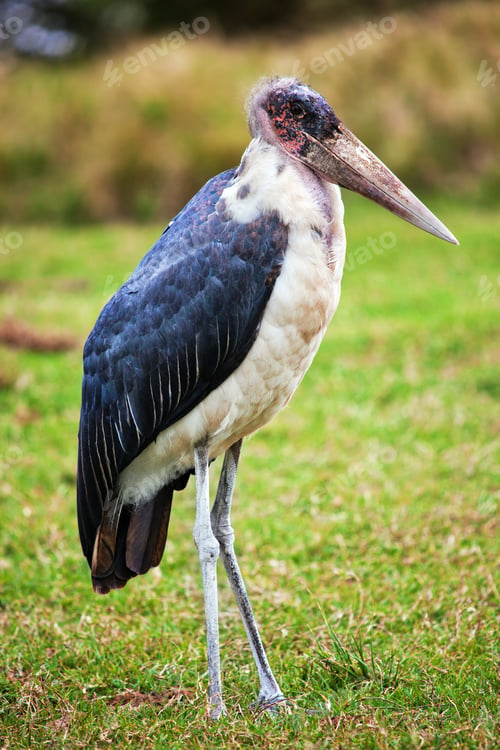 Preview: The Marabou Stork in Tanzania, Africa