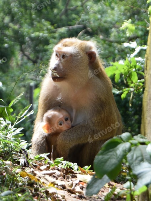 Preview: Monkey with her baby in national park in Thailand