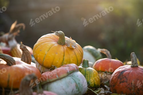 Preview: pumpkins in autumn Thanksgiving card